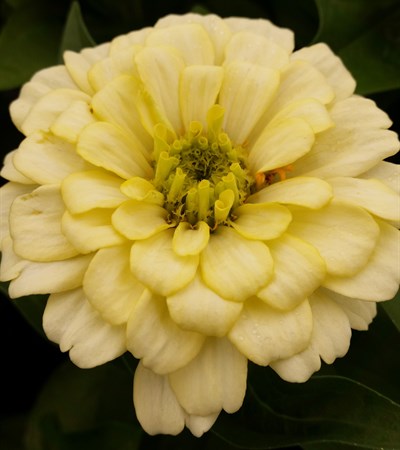 Zinnia Magellan Ivory